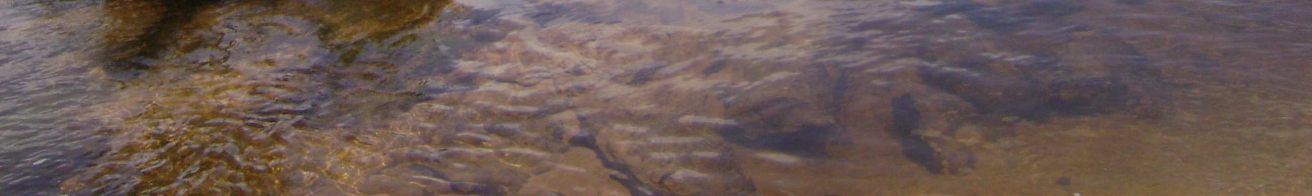 Habitat: Exemplares de Astyanax novae provenientes do rio Novo, Tocantins, foram coletados