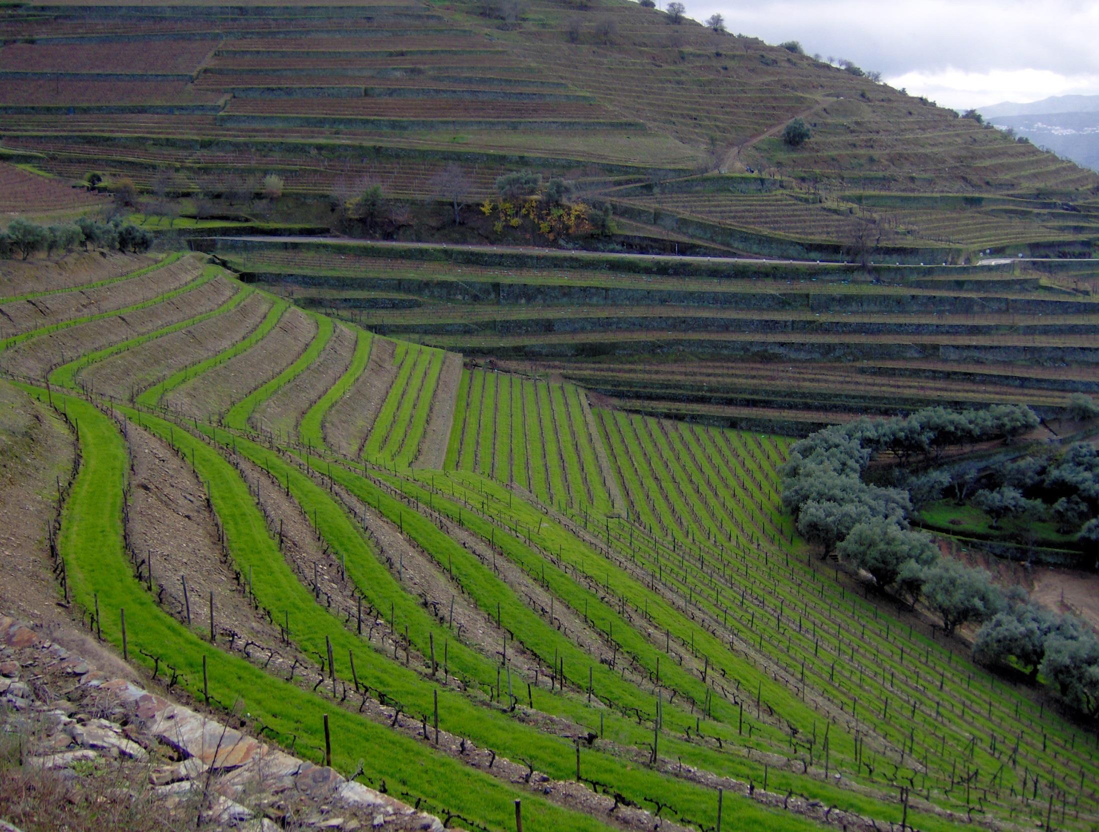 regras OILB srop Produção inegrada da vinha Recomendam o fomento da biodiversidade, por ser considerada elemento importante da sustentabilidade da viticultura Infra-estruturas ecológicas devem
