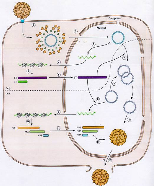 O DNA de SV40 na célula: formação