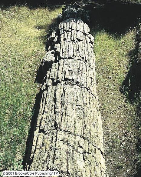 Métodos de Fossilização Madeira Petrificada: Poros e cavidades