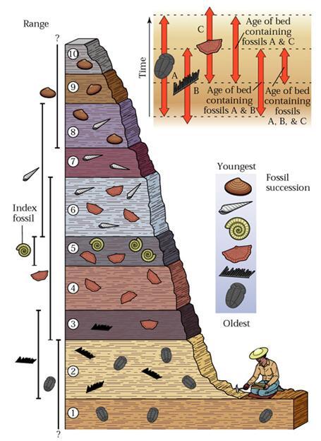 Fósseis e Datação William Smith - Ínício de 1800: Fósseis sucedem um ao outro numa ordem definida