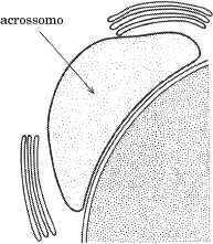 Acrossomo em espermatozóides Formação