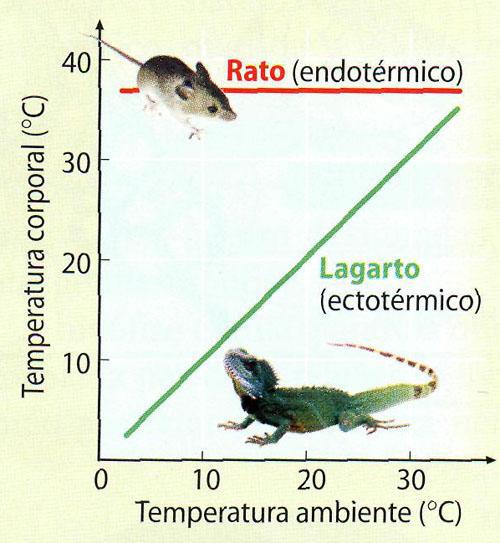 Um rato e um lagarto com massas corporais idênticas, foram colocados numa câmara onde as condições ambientas podem ser controladas e os parâmetros indicadores do seu metabolismo avaliados.