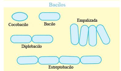 Bacilos formas cilíndricas