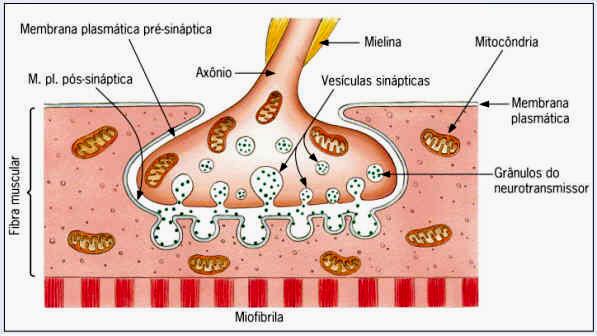 SINAPSES São pontos de união entre as células nervosas e entre estas e as células efetoras (Músculo ou Glândula). Imagem: CÉSAR & CEZAR. Biologia 2. São Paulo, Ed Saraiva, 2002 http://www.afh.bio.