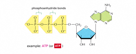 ATP é um carreador de energia A energia da quebra de açucares não é utilizada diretamente pelo organismo.