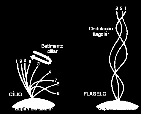 Cílios e flagelos Estruturas filamentosas móveis Flagelos: geralmente longos e pouco numerosos Cílios: curtos e