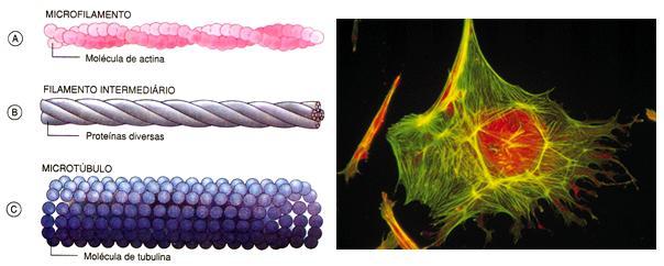 ESTRUTURA Citoesqueleto: são filamentos de proteínas que delimitam a estrutura das células.