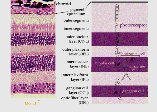 Retina