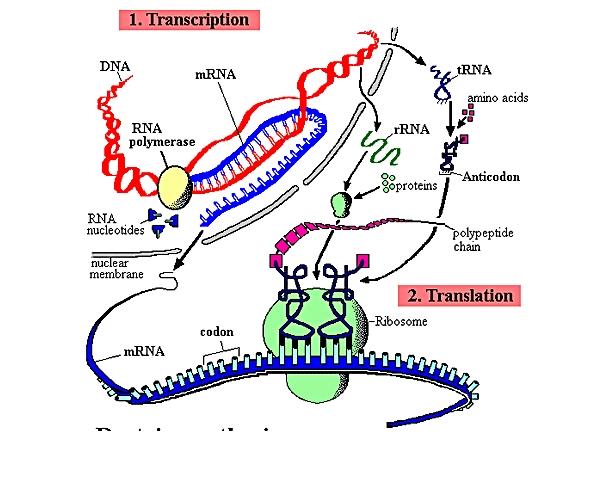 Esquema da