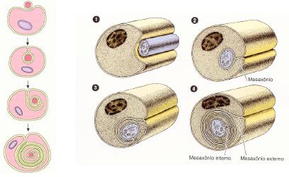 NEURÓNIOS MIELINIZADOS VS NEURÓNIOS NÃO MIELINIZADOS 1 CÉLULA DE