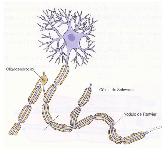 FORMAÇÃO