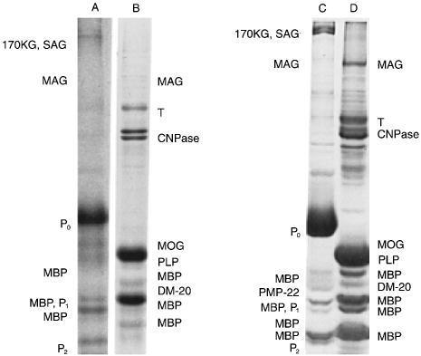 COMPOSIÇÃO DA MIELINA SDS PAGE MOG Myelin oligoendrocyte glicoprotein CNPase 2 3 -Cyclic nucleotide-3 - fosfodiesterase PMP22 Periferal-myelin protein PLP