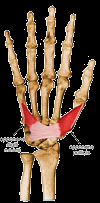 Lateral: Falange proximal do polegar Inervação: Nervo Ulnar (C8 e T1) Ação: Adução do polegar ABDUTOR DO MÍNIMO Mão - Região Palmar Medial (Hipotenar) Inserção