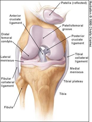 A artrocinemática da articulação tibiofemoral inclui a translação