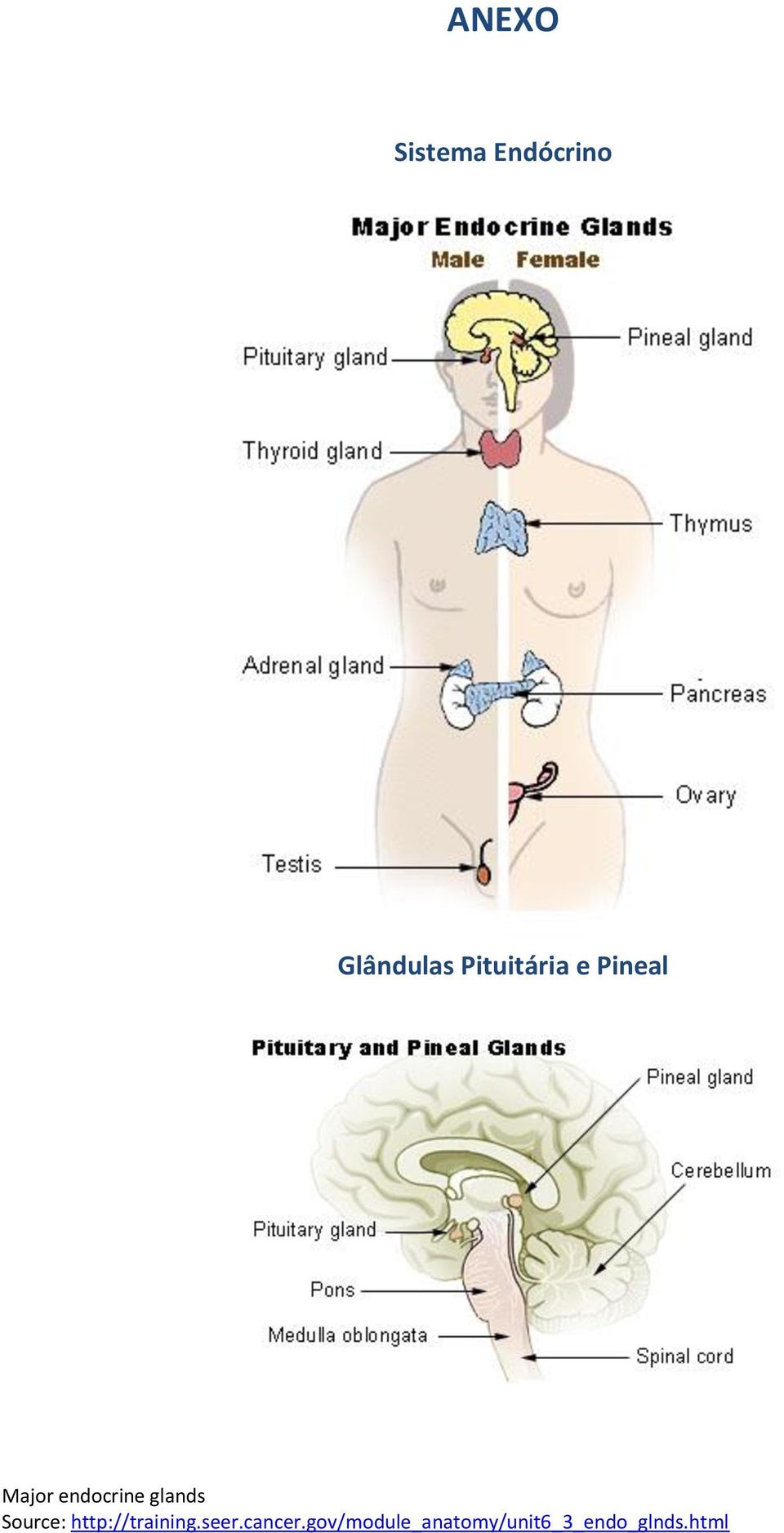 glands Source: http://training.seer.