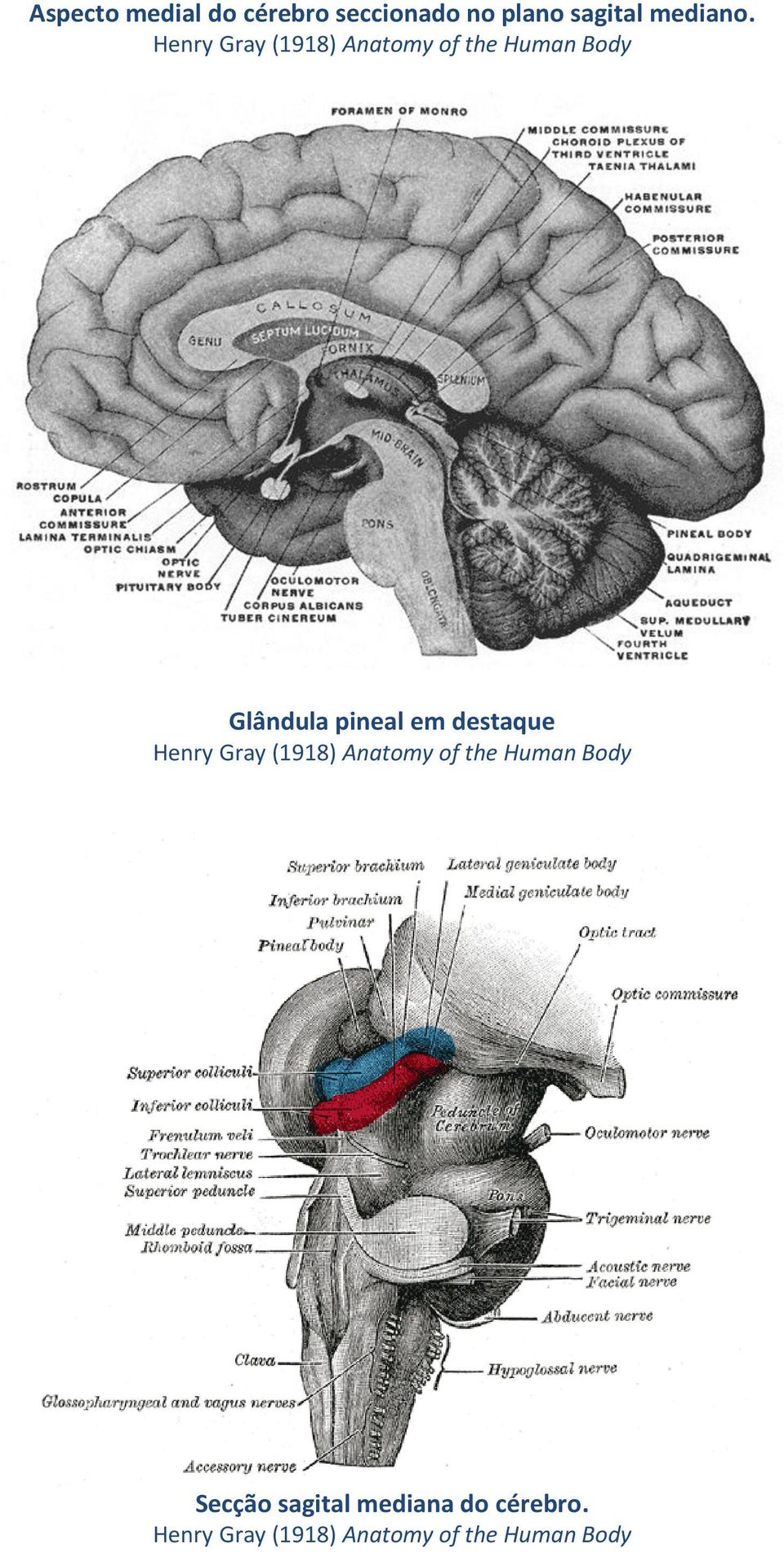 destaque Henry Gray (1918) Anatomy of the Human Body Secção
