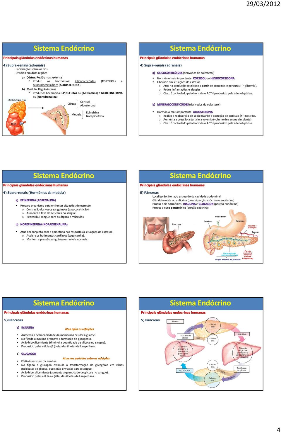 (derivados do colesterol) Hormônio mais importante: ou Liberado em situações de estresse o Atuanaproduçãodeglicoseapartirdeproteínas egorduras( glicemia). o Reduz inflamações e alergias o Obs.