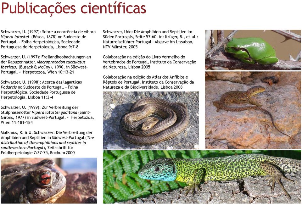 (1997): Freilandbeobachtungen an der Kapuzennatter, Macroprotodon cucculatus ibericus, (Busack & McCoy), 1990, in Südwest- Portugal. - Herpetozoa, Wien 10:13-21 Schwarzer, U.