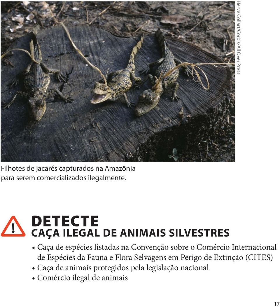 ! DETECTE CAÇA ILEGAL DE ANIMAIS SILVESTRES Caça de espécies listadas na Convenção sobre o