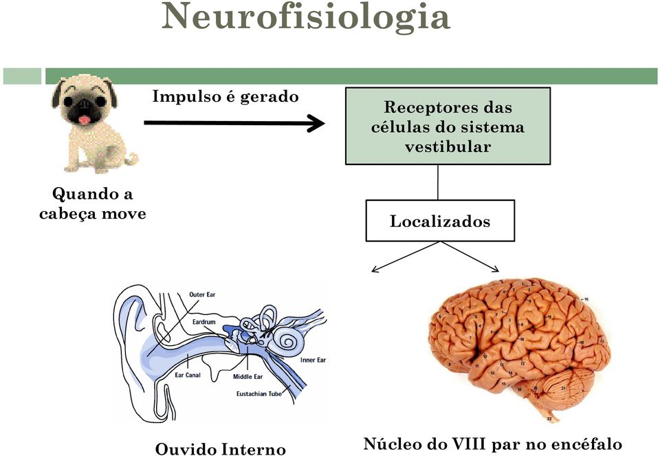 vestibular Quando a cabeça move