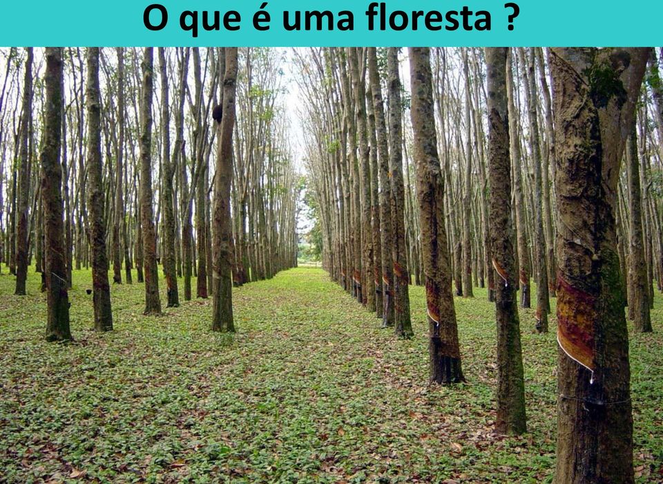 floresta?