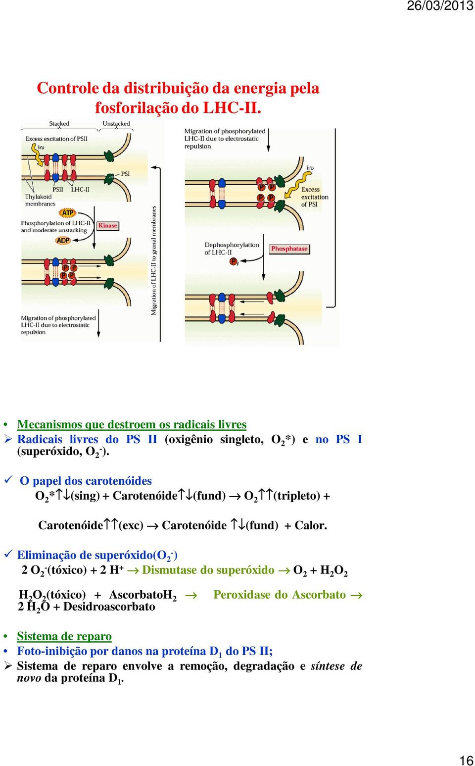 O papel dos carotenóides O 2 * (sing) + Carotenóide (fund) O 2 (tripleto) + Carotenóide (exc) Carotenóide (fund) + Calor.