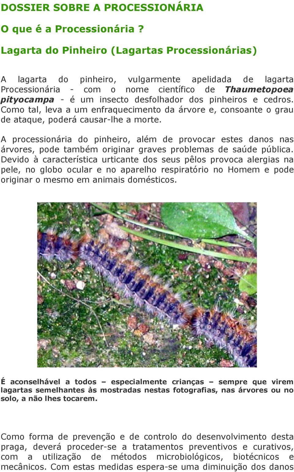 pinheiros e cedros. Como tal, leva a um enfraquecimento da árvore e, consoante o grau de ataque, poderá causar-lhe a morte.