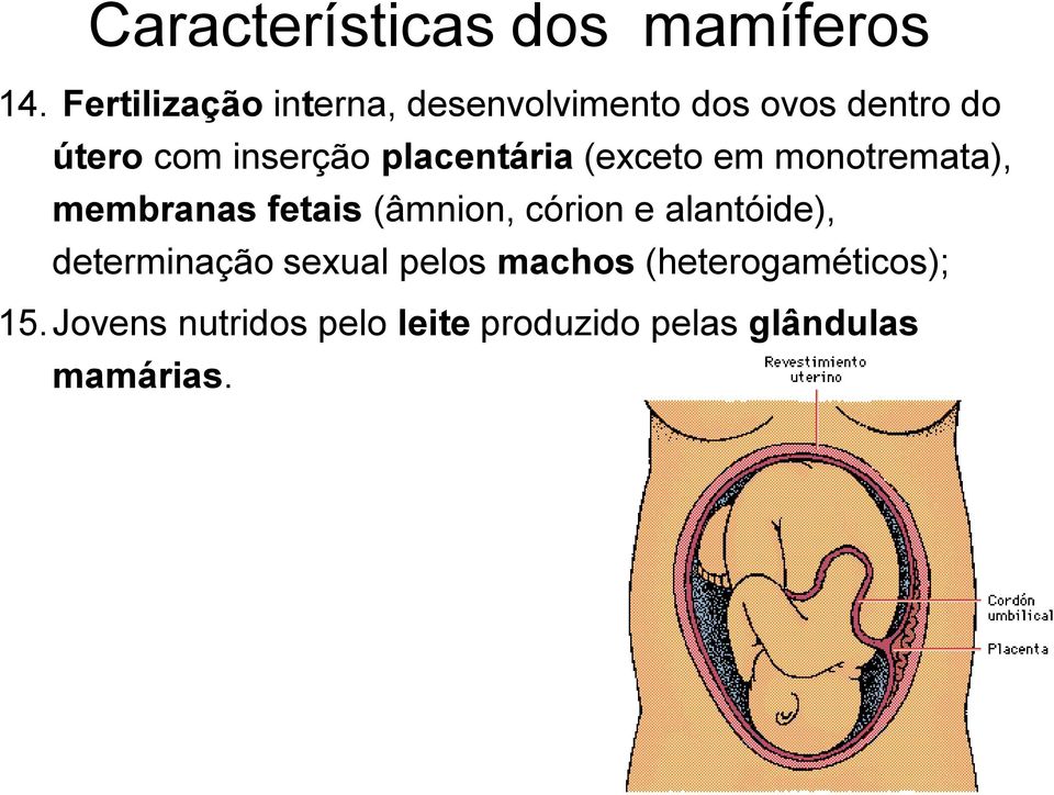 placentária (exceto em monotremata), membranas fetais (âmnion, córion e