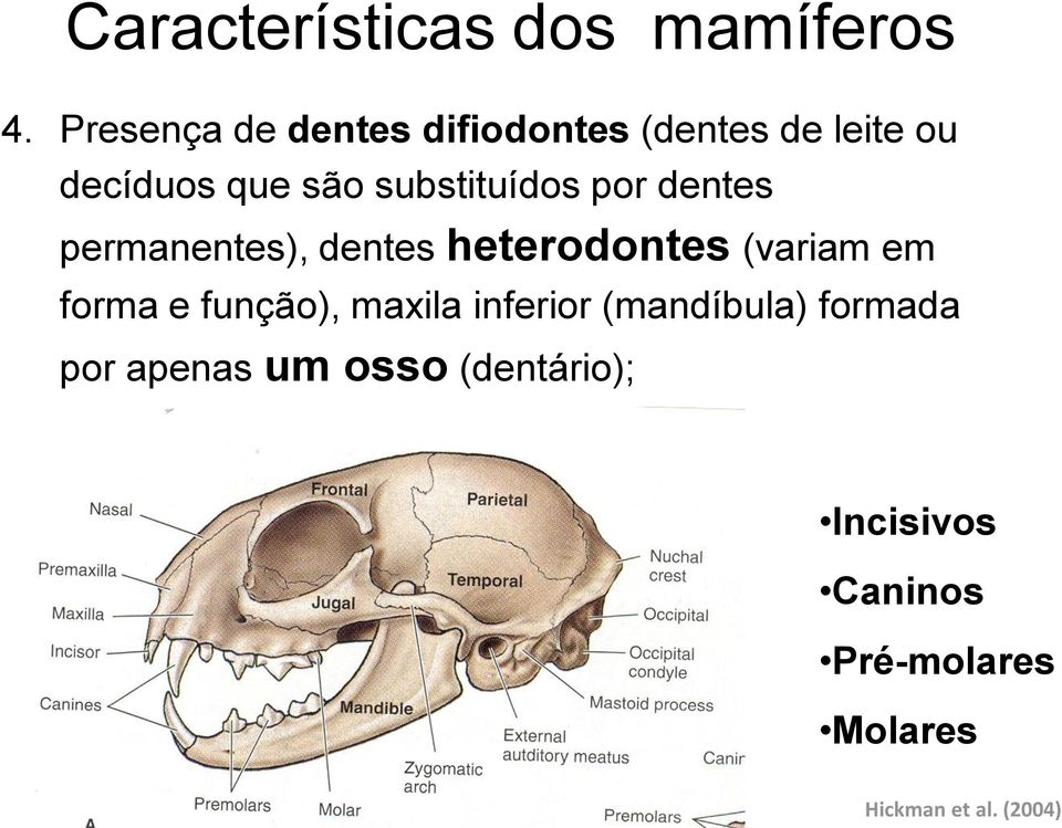 substituídos por dentes permanentes), dentes heterodontes (variam em forma e