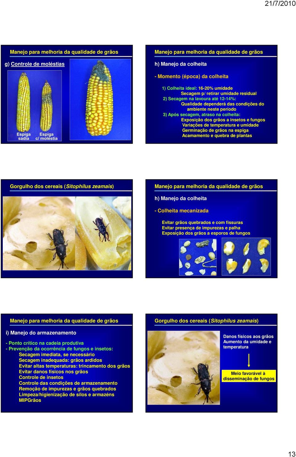 Acamamento e quebra de plantas Gorgulho dos cereais (Sitophilus zeamais) h) Manejo da colheita - Colheita mecanizada Evitar grãos quebrados e com fissuras Evitar presença de impurezas e palha