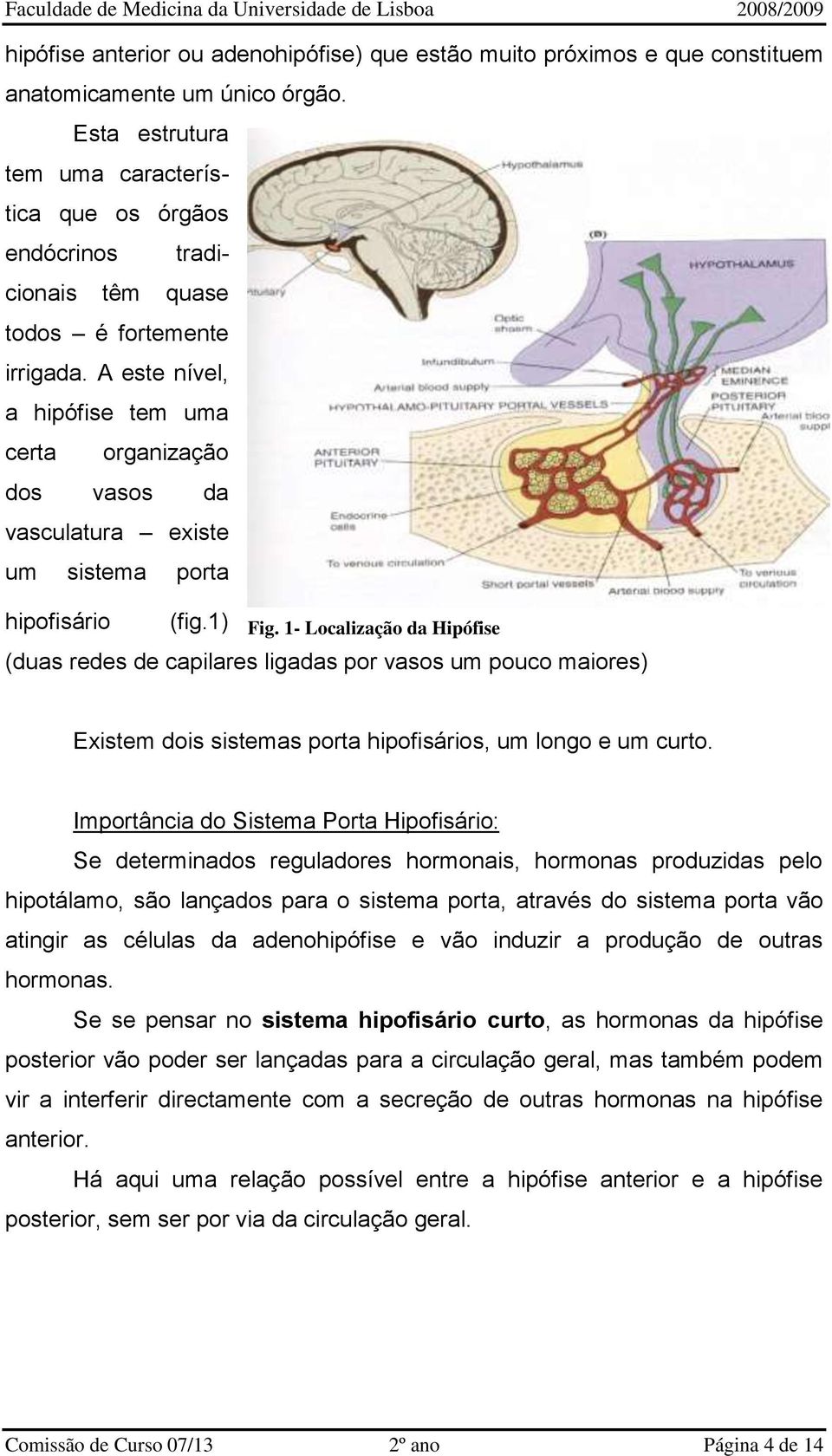 A este nível, a hipófise tem uma certa organização dos vasos da vasculatura existe um sistema porta hipofisário (fig.1) Fig.