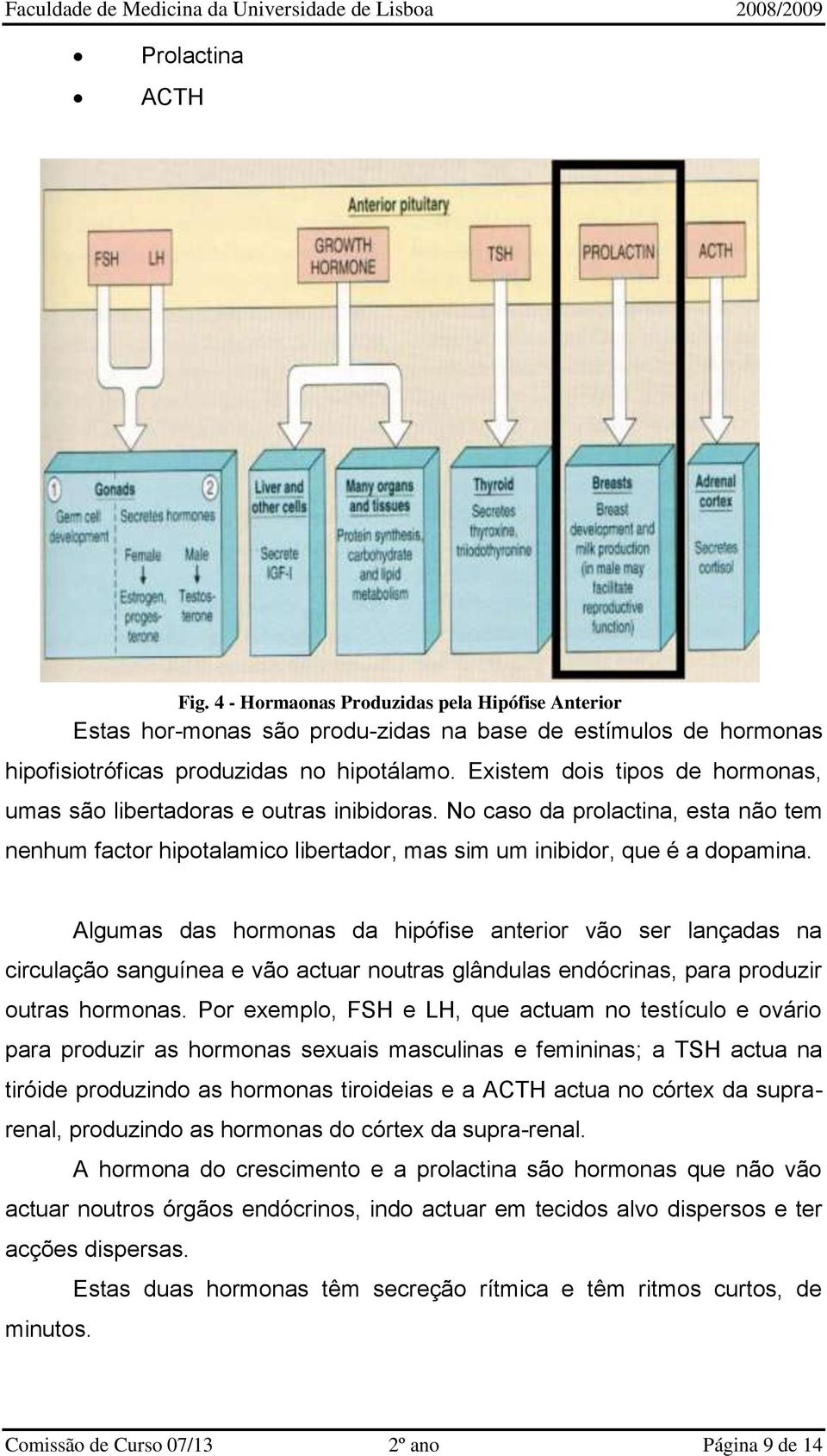 Algumas das hormonas da hipófise anterior vão ser lançadas na circulação sanguínea e vão actuar noutras glândulas endócrinas, para produzir outras hormonas.