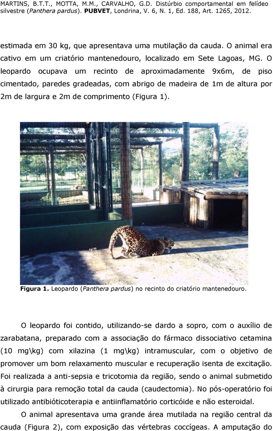 Leopardo (Panthera pardus) no recinto do criatório mantenedouro.