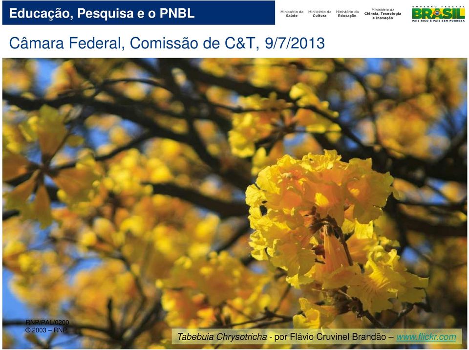 RNP/PAL/0200 2003 RNP Tabebuia