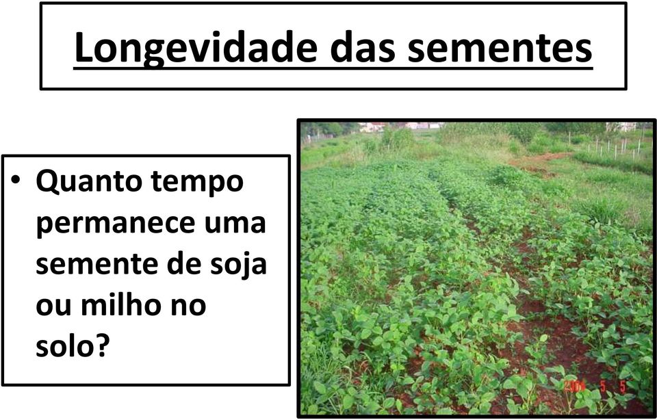 permanece uma semente