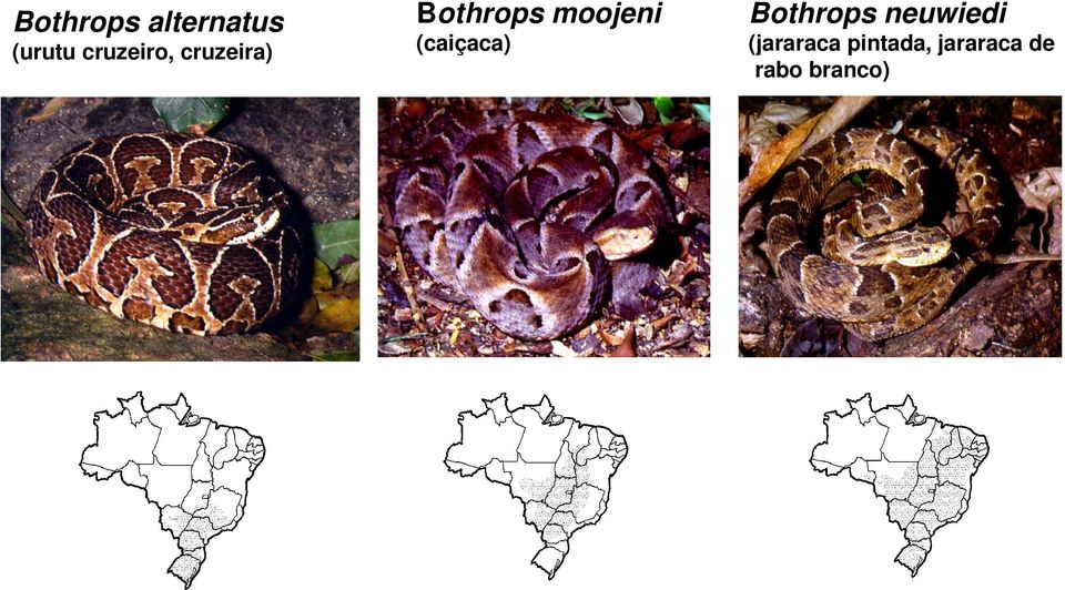 moojeni (caiçaca) Bothrops