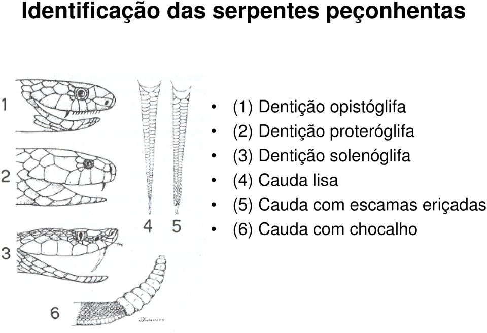 proteróglifa (3) Dentição solenóglifa (4)