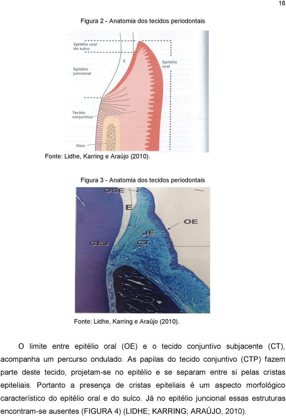 O limite entre epitélio oral (OE) e o tecido conjuntivo subjacente (CT), acompanha um percurso ondulado.