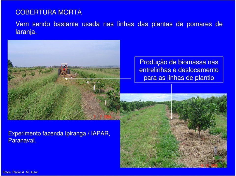 Produção de biomassa nas entrelinhas e deslocamento para