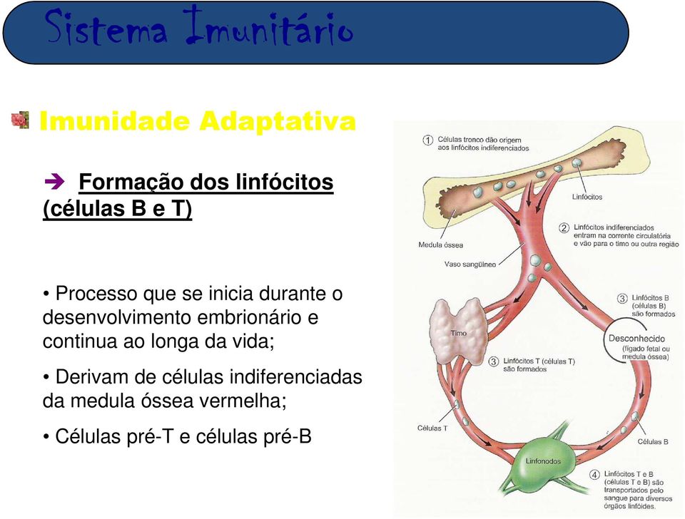 e continua ao longa da vida; Derivam de células