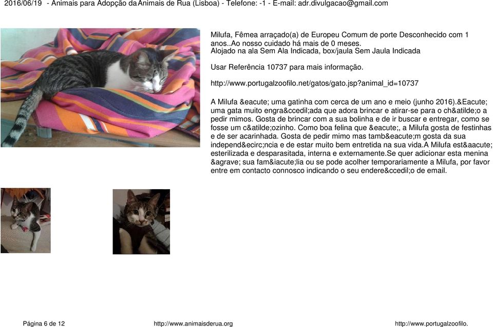 Gosta de brincar com a sua bolinha e de ir buscar e entregar, como se fosse um cãozinho. Como boa felina que é, a Milufa gosta de festinhas e de ser acarinhada.