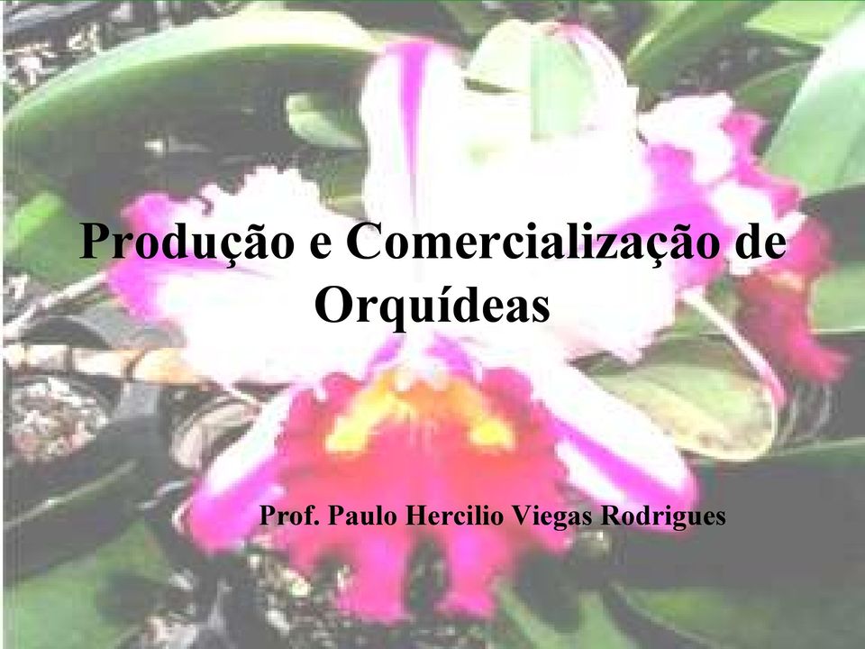 Orquídeas Prof.