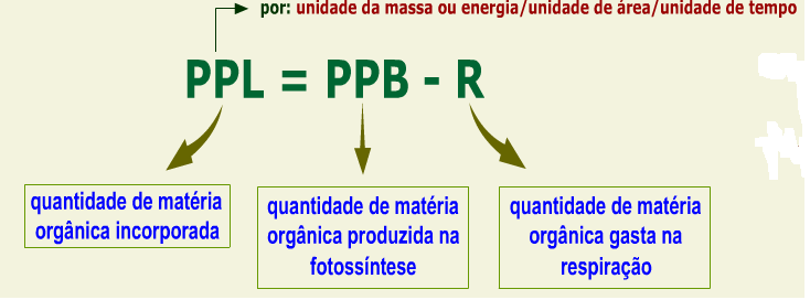 Pirâmide de energia Produtividade primária: produção de matéria orgânica (biomassa), numa área, num certo tempo (kg/m 2 /ano).