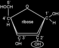 As trioses, tetroses e heptoses são compostos intermediários que atuam em determinados processos energéticos. As pentoses RIBSE e DESXIRRIBSE são importantes pois participam do código genético.