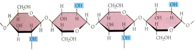 Pontes de hidrogênio com outras moléculas de celulose podem ocorrer nesses pontos.
