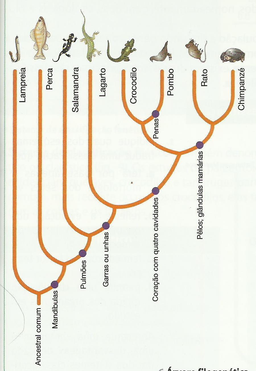 2.Identifique os dois organismos com maior grau de parentesco. 3.