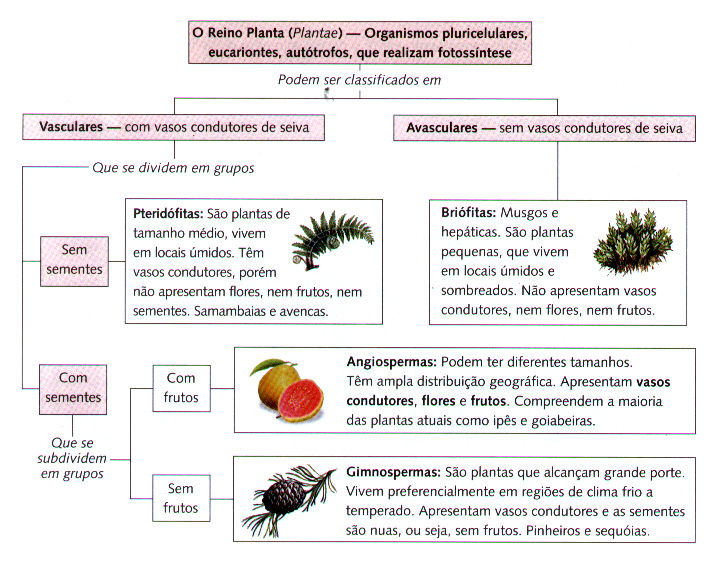 DESCRIÇÃO DA ESPÉCIE CHAVE PARA IDENTIFICAÇÃO DA ESPÉCIE 1.