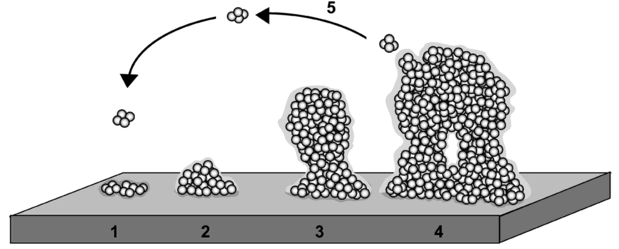 Aderência - Biofilmes = comunidades constituídas por grandes quantidades de micro-organismos e seus produtos