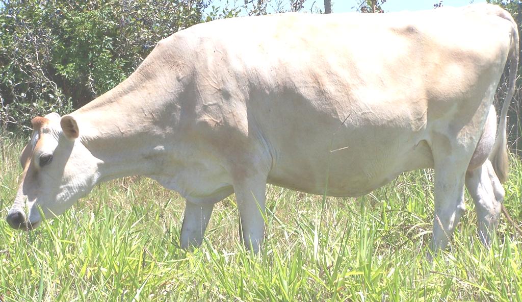 Fase pré-parto (-21d) Espaço físico cavidade abdominal Resistência a insulina Tecidos periféricos Adaptações endócrinas Homeoréticas e